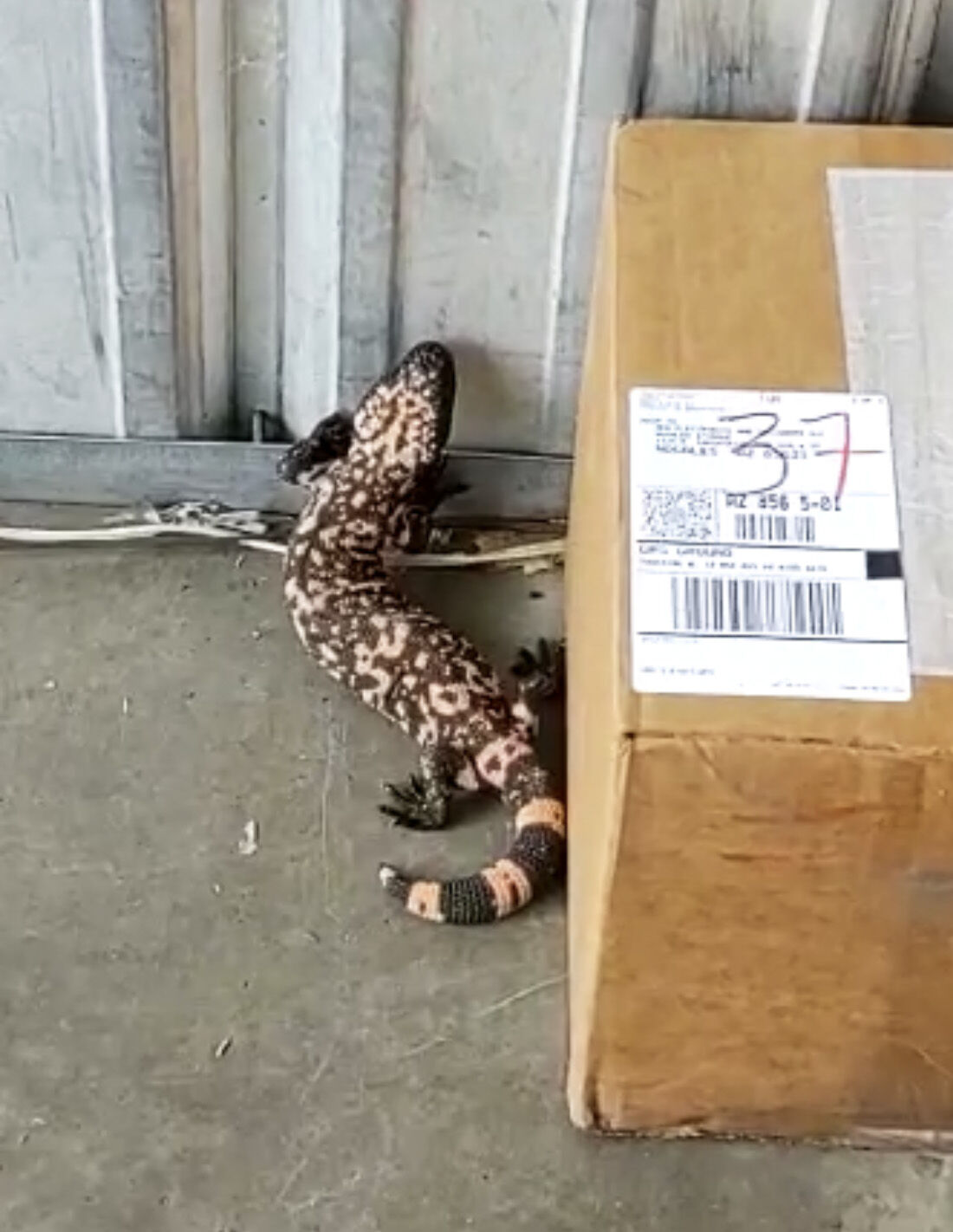 Gila monster